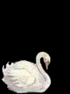 ballerina9.png
