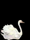 ballerina10.png