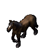 EC brown horse downscaled - L.gif