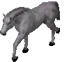 NWN2_white_horse_L.gif
